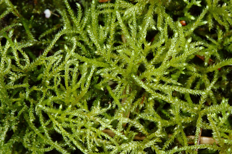 Brachythecium starkei